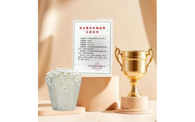 金针菇新品种&ldquo;华金45&rdquo;开启自主育种新纪元