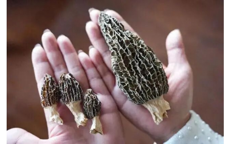 &ldquo;上过天&rdquo;的菌子，有啥不一般？