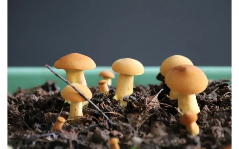 突破技术壁垒，黄牛肝菌人工培育出菇有突破