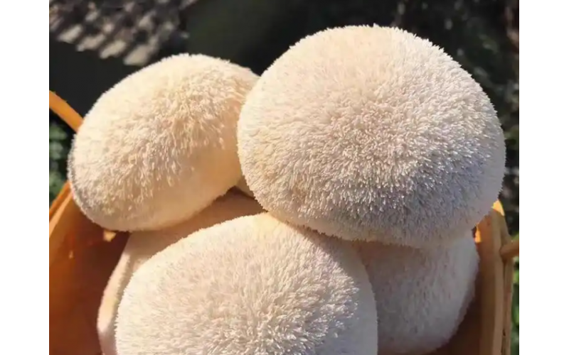 美国Nammex公司推出标准化猴头菇原料