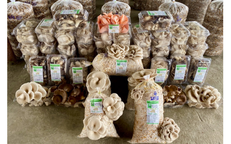 印度Gachwala推出全新家用蘑菇种植套装，简化居家栽培流程