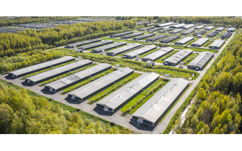 美国老牌集约化养猪场成功转型，打造新型蘑菇种植示范基地